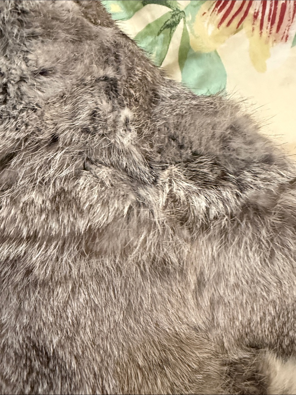 Surell Oversized Rabbit Fur Pull-Through

Gray Rabbit Fur Scarf - Picture 4 of 9